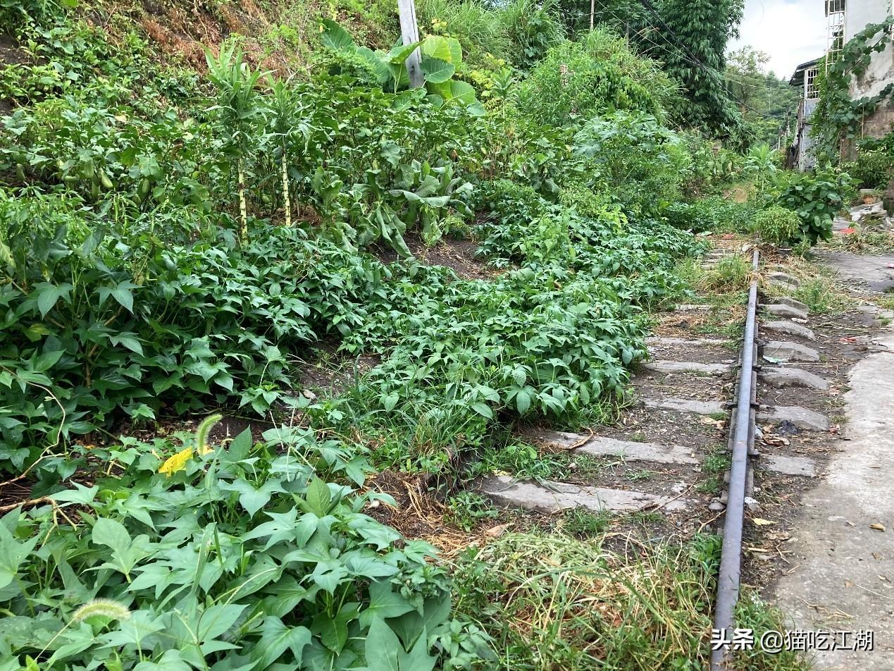 江西攻略白鹭旅游村_江西白鹭湖景区_江西白鹭村旅游攻略