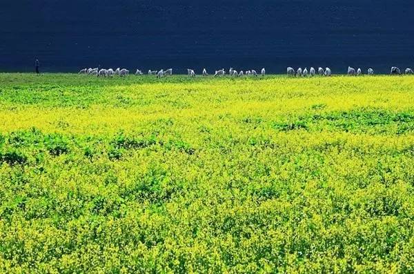 绿江村旅游攻略_绿江村一日游_绿江村自驾游旅游攻略