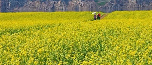 绿江村自驾游旅游攻略_绿江村旅游攻略_绿江村一日游