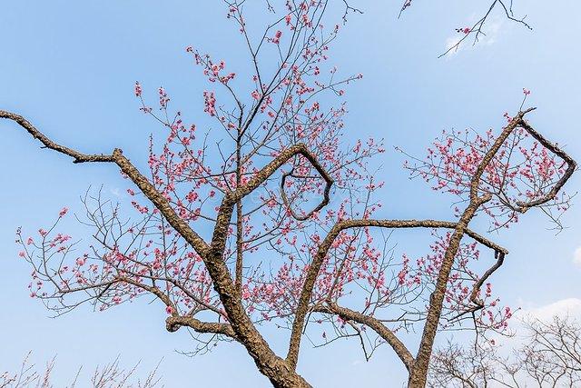 无锡梅园旅游攻略_无锡旅游景点梅园_无锡攻略旅游梅园景点