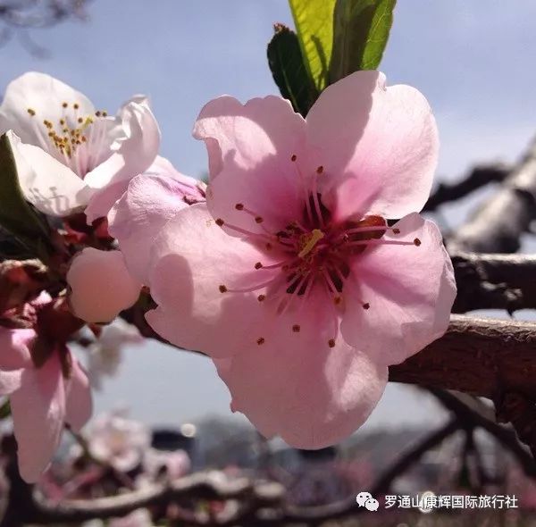 丹东凤凰山一日游多少钱_丹东凤凰山附近有什么吃的_自助丹东凤凰山旅游攻略