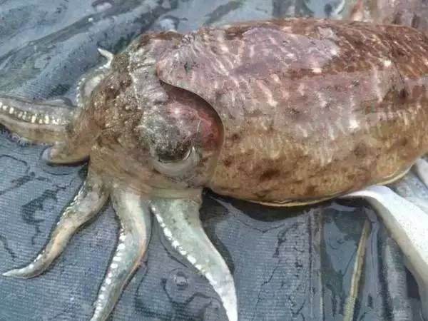 庙湾岛收费吗_庙湾岛民宿_庙湾岛旅游攻略