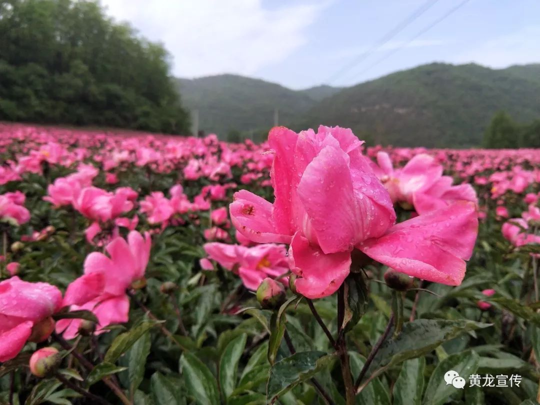 黄龙景区旅游攻略-黄龙旅游攻略自助游