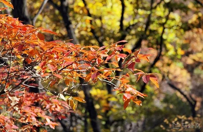 蔚县小五台山旅游景点_蔚县小五台山旅游攻略_蔚县小五台山好玩吗