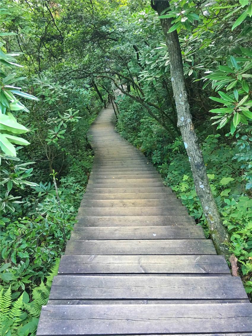 上海到西天目山旅游攻略_上海天目山_天目山路到西溪路