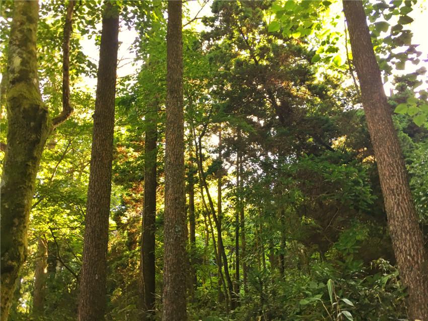 上海天目山_上海到西天目山旅游攻略_天目山路到西溪路