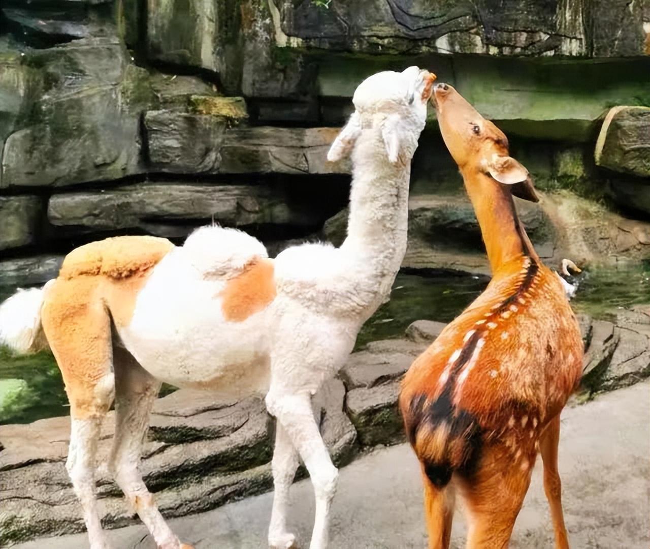 雅安旅游攻略_雅安旅行攻略_攻略旅游雅安的路线