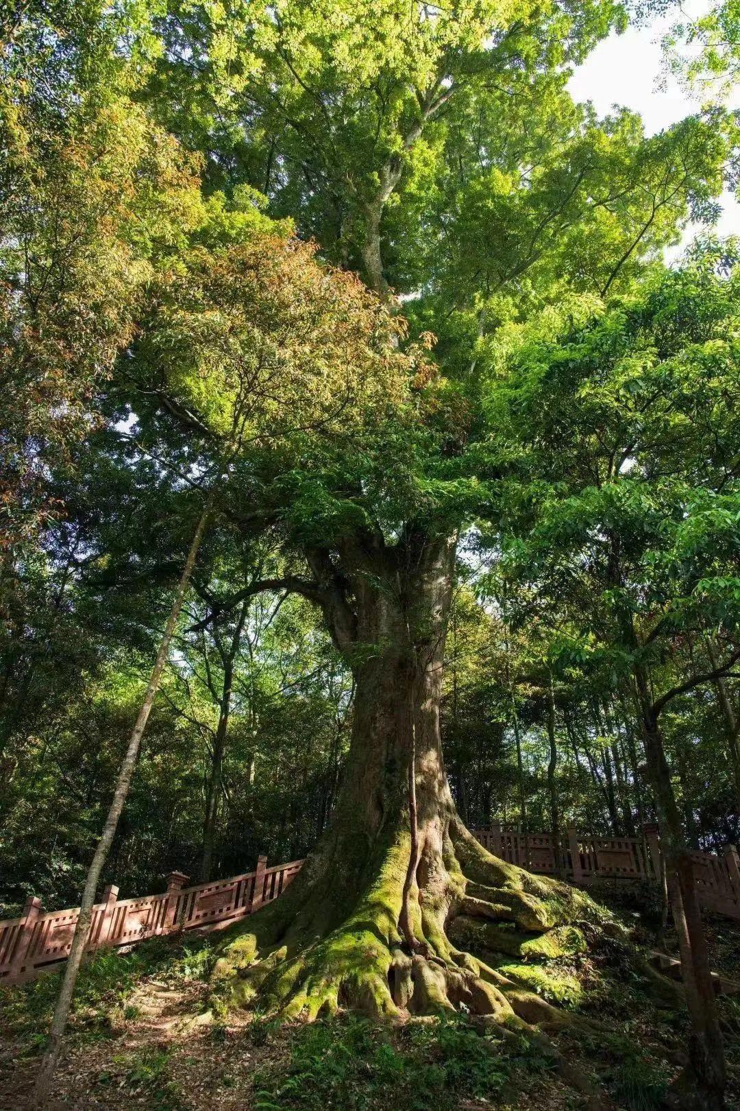 雅安旅行攻略_雅安旅游攻略_攻略旅游雅安的路线