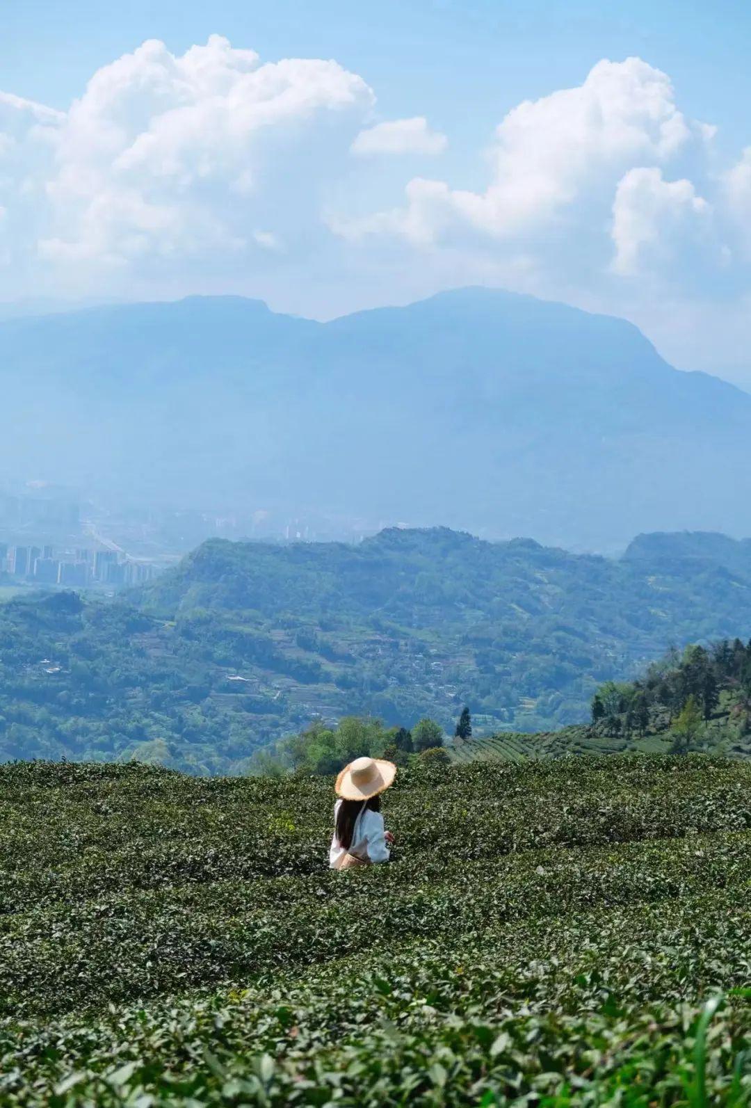 攻略旅游雅安的路线_雅安旅游攻略_雅安旅行攻略