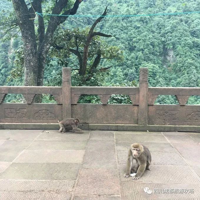 峨眉山天景区天气预报_峨眉山2天旅游攻略_峨眉山风景名胜区天气预报