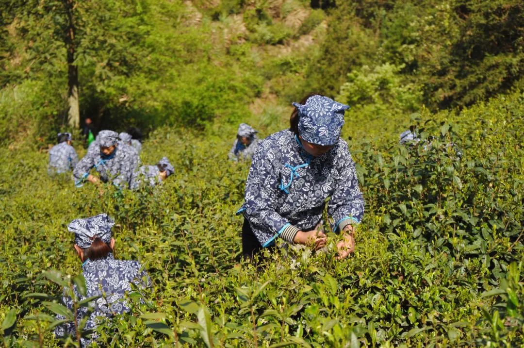 武义牛头山游玩时间_武义牛头山多少时间可以到山顶_武义北到牛头山旅游攻略