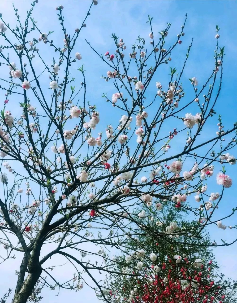 江夏区梁子湖风景区建设规划_江夏梁子湖旅游攻略_江夏梁子湖自驾风景