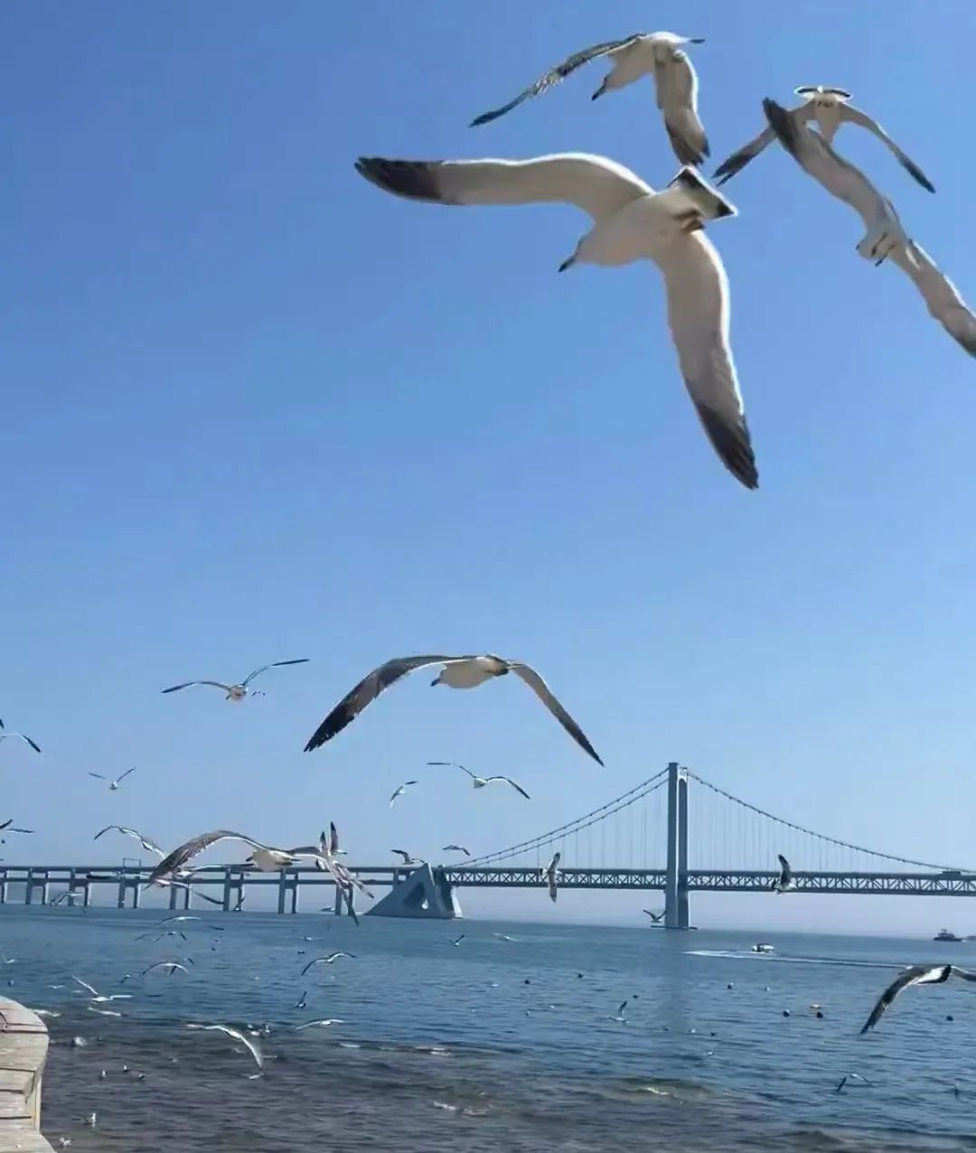 大连的黄金海岸_大连黄金海岸的海是什么海_大连黄金海岸旅游攻略