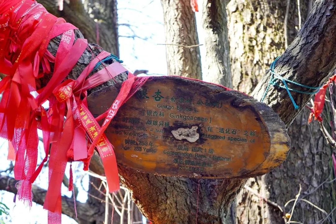 冬季武当山景色_冬季武当山自助游攻略_武当山冬天旅游攻略