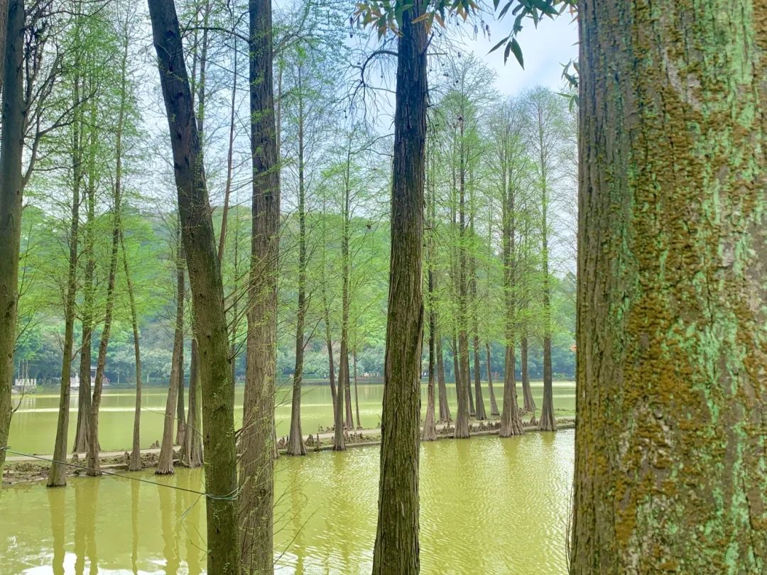 西樵山旅游度假区_西樵山视频_西樵山 旅游攻略