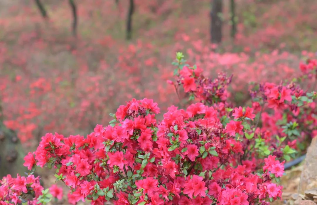 西樵山视频_西樵山旅游度假区_西樵山 旅游攻略