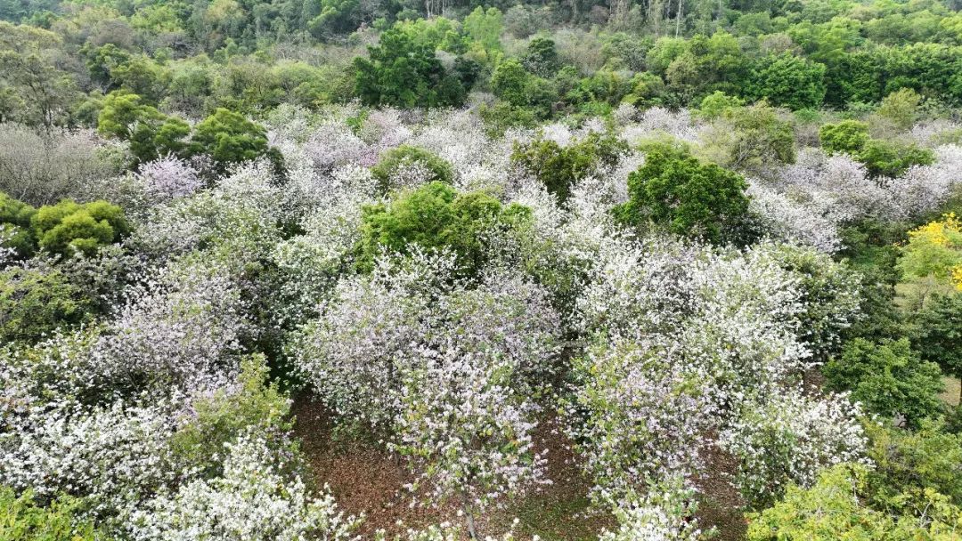 西樵山叫什么名字_西樵山 旅游攻略_西樵山视频