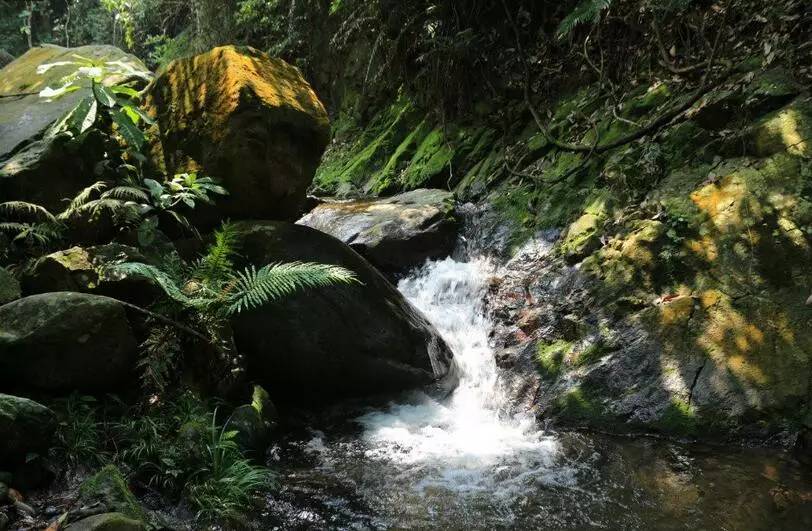 深圳凤凰山旅游攻略_深圳凤凰山一日游_深圳凤凰山游记