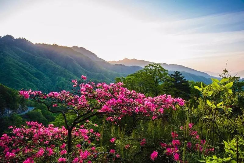 施华洛世奇项链调节_湖北天堂寨旅游攻略_斑马背景墙壁画