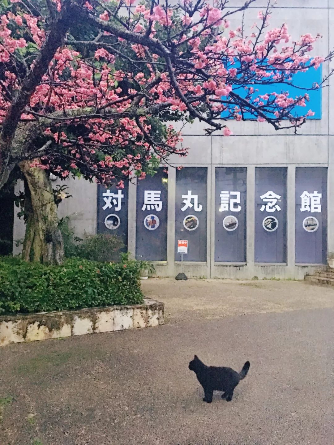 坐游轮去冲绳_邮轮冲绳旅游攻略_冲绳游轮5日游