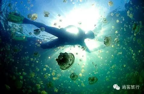 帕劳旅游攻略自由行_美国帕劳旅游攻略_帕劳旅游自由行