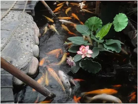 上海野生昆虫博物馆介绍_上海昆虫馆开放时间_上海大自然野生昆虫馆旅游攻略