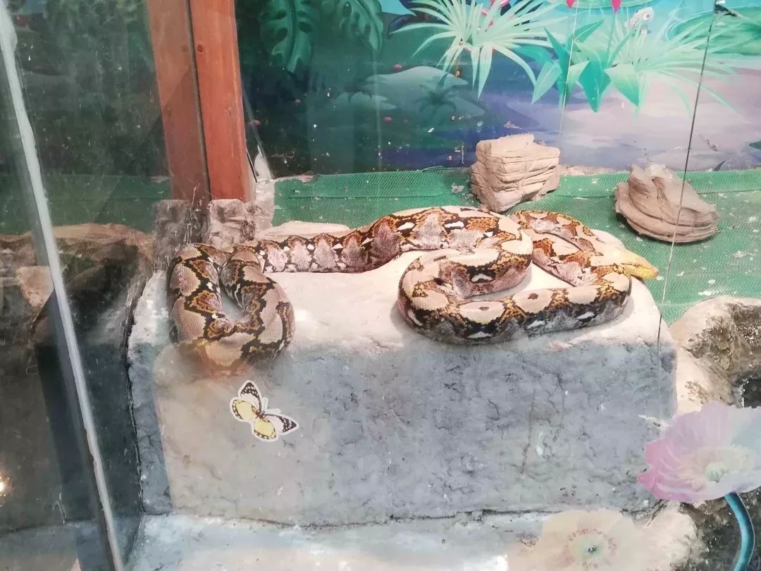 上海野生昆虫博物馆介绍_上海大自然野生昆虫馆旅游攻略_上海昆虫馆开放时间