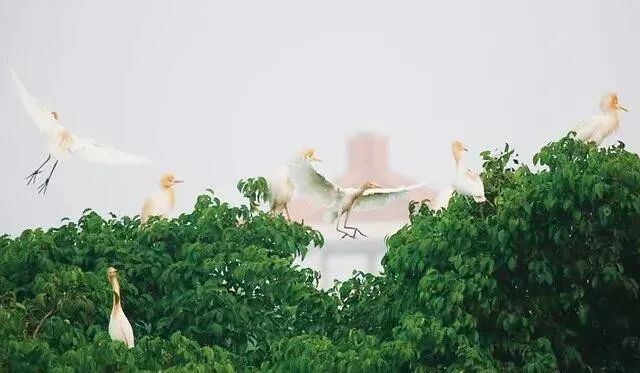 海口至博鳌一日游_海口博鳌旅游攻略_海口博鳌在哪里