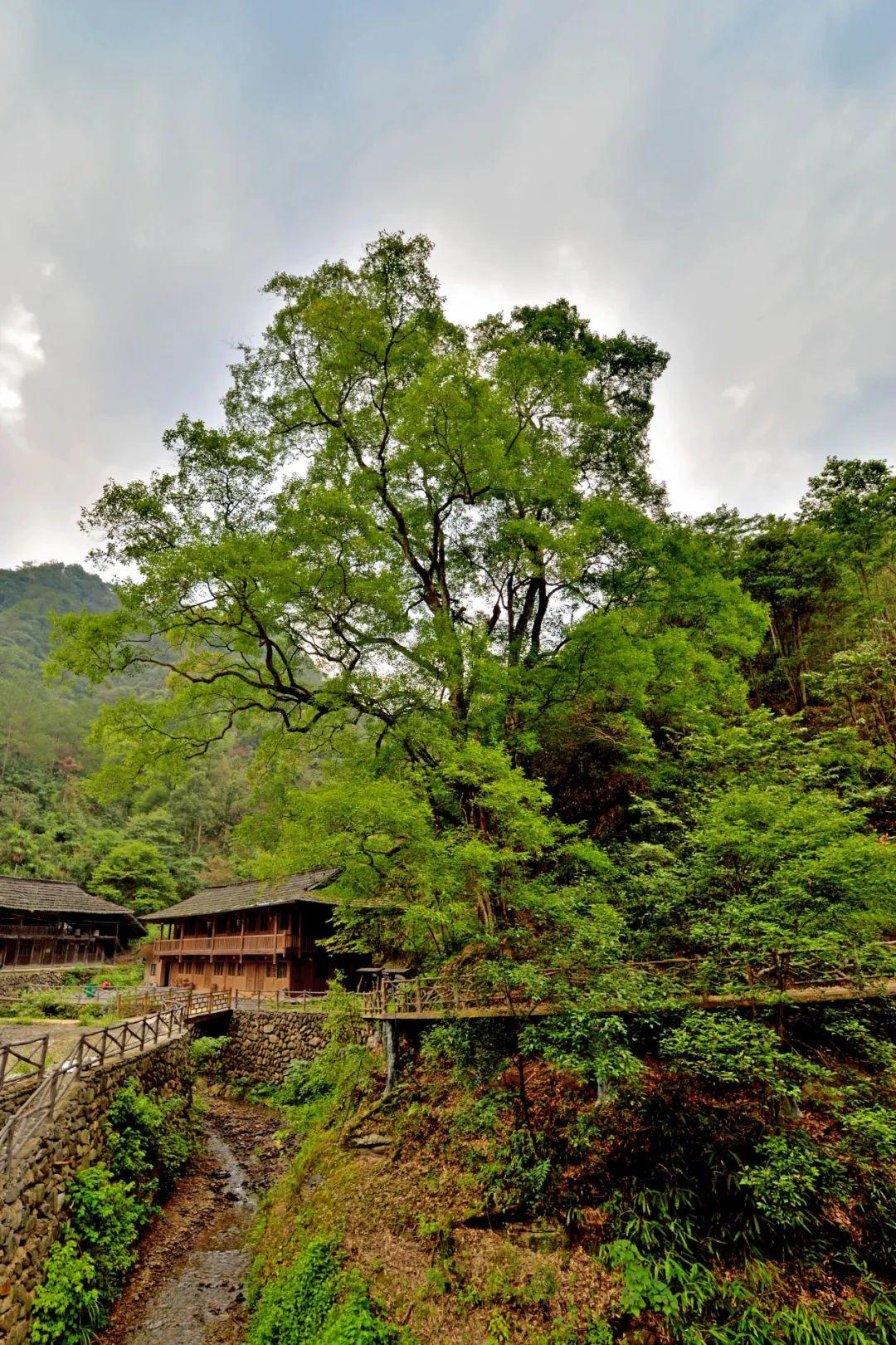 古道廋马_安化茶马古道旅游攻略_安化茶马古道好不好玩