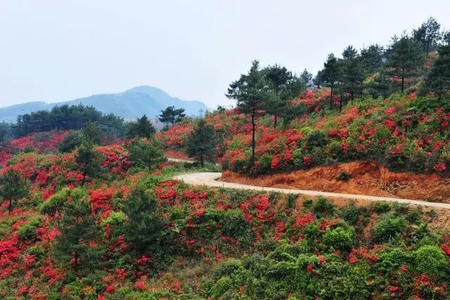 阳山旅游攻略_阳山旅游攻略自驾游_阳山旅游景点自驾游攻略