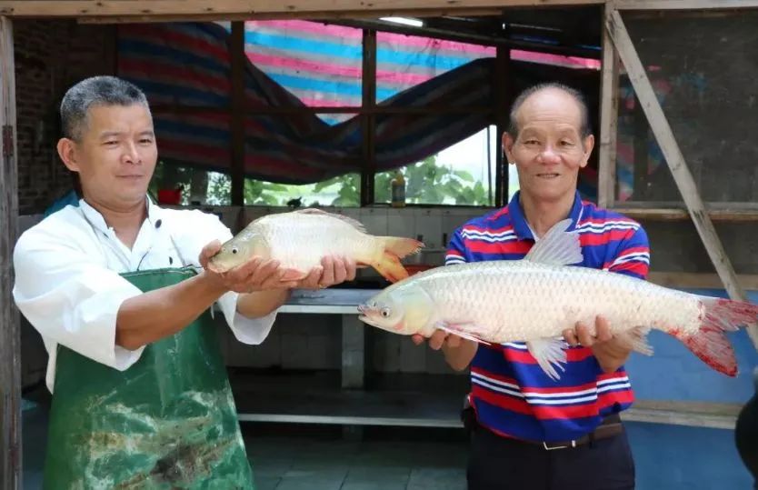 淋巴结肿大鼻咽癌是什么期_肇庆仙女湖旅游攻略_小猪钓鱼教案