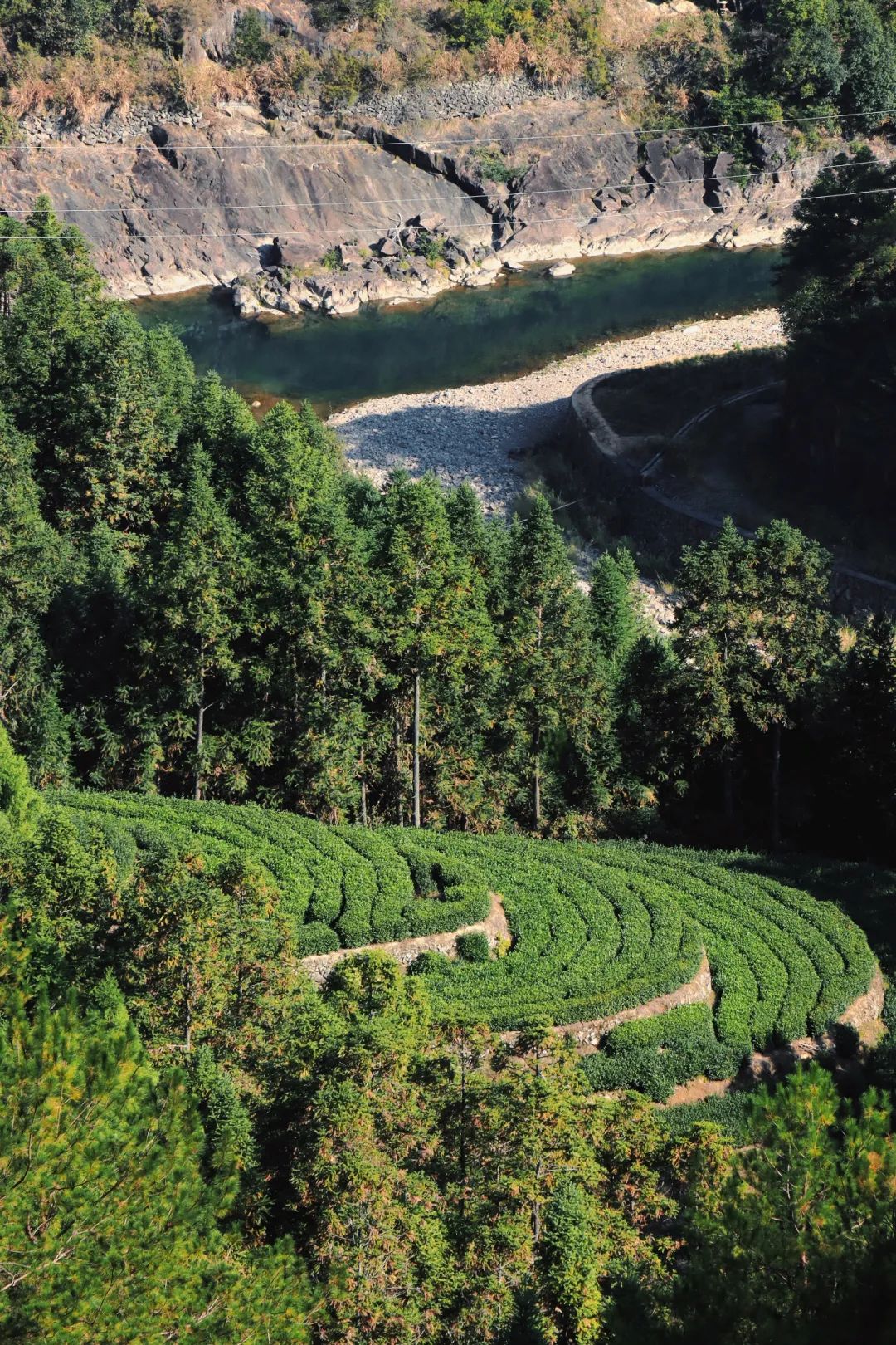 遂昌九龙山旅游攻略_遂昌九龙山海拔多少米_遂昌九龙山风景区攻略