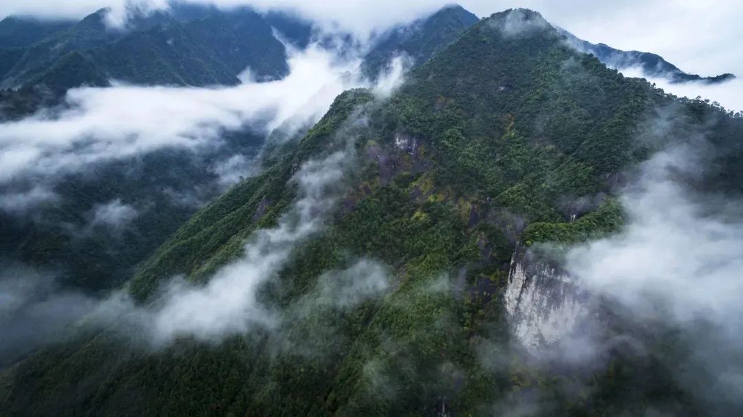 遂昌九龙山风景区攻略_遂昌九龙山海拔多少米_遂昌九龙山旅游攻略