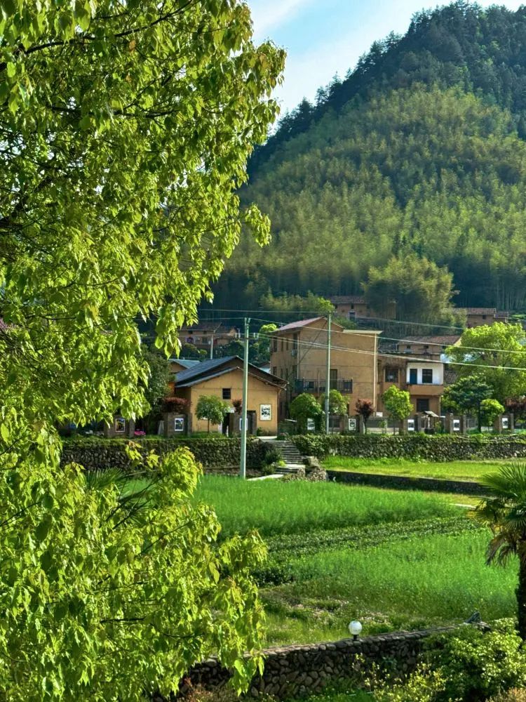 遂昌九龙山风景区攻略_遂昌九龙山海拔多少米_遂昌九龙山旅游攻略