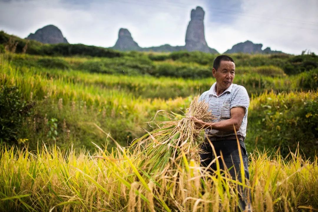 遂昌九龙山国家森林公园攻略_遂昌九龙山旅游攻略_九龙山遂昌