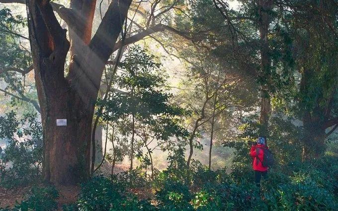 武汉到三清山旅游攻略_武汉到三清山旅游团报价_武汉三清山自驾游攻略