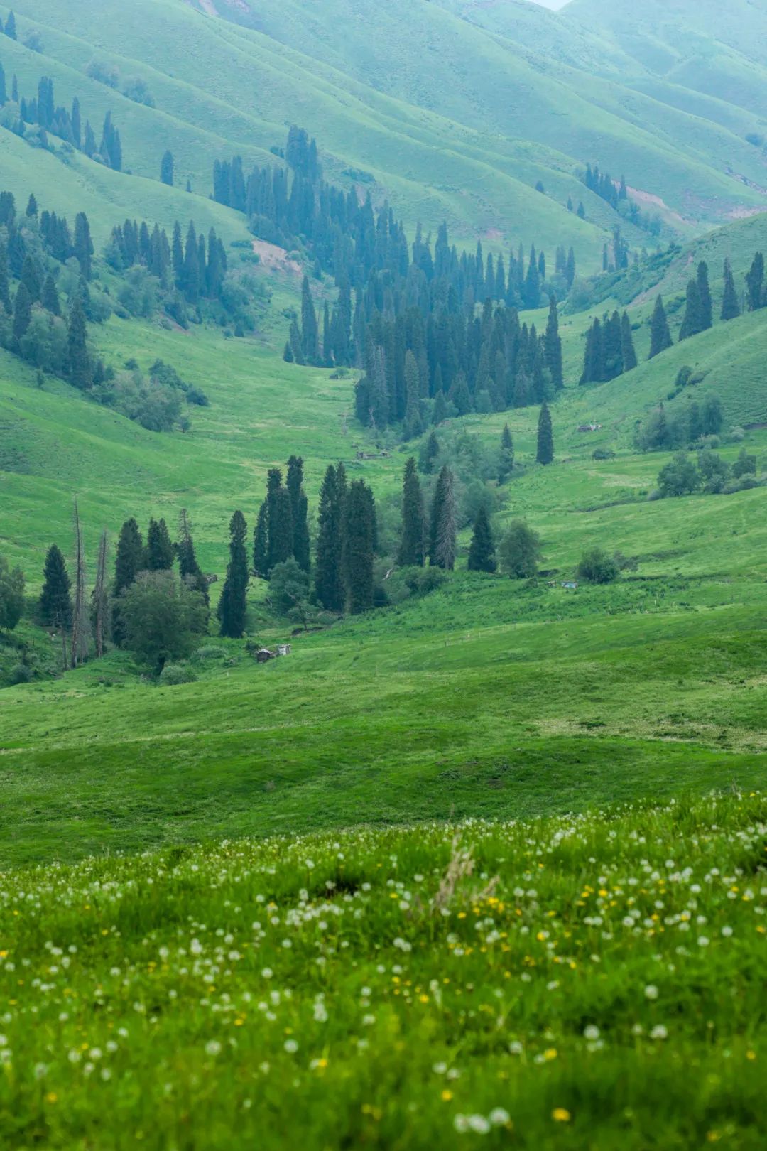 伊犁草原旅游最佳时间_伊犁了旅游攻略_伊犁草原旅游攻略