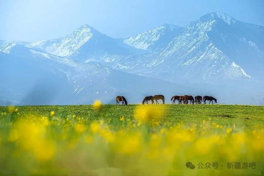 伊犁草原门票_伊犁草原旅游最佳时间_伊犁草原旅游攻略