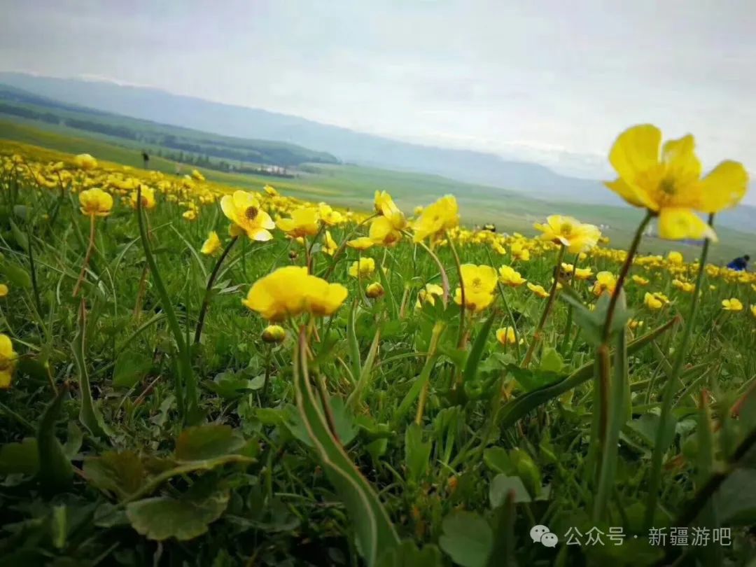 伊犁草原旅游攻略_伊犁草原旅游最佳时间_伊犁草原门票