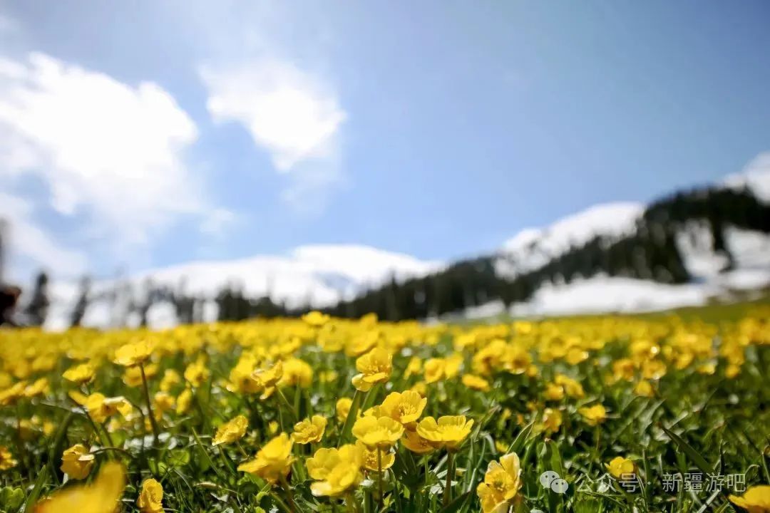 伊犁草原旅游最佳时间_伊犁草原旅游攻略_伊犁草原门票