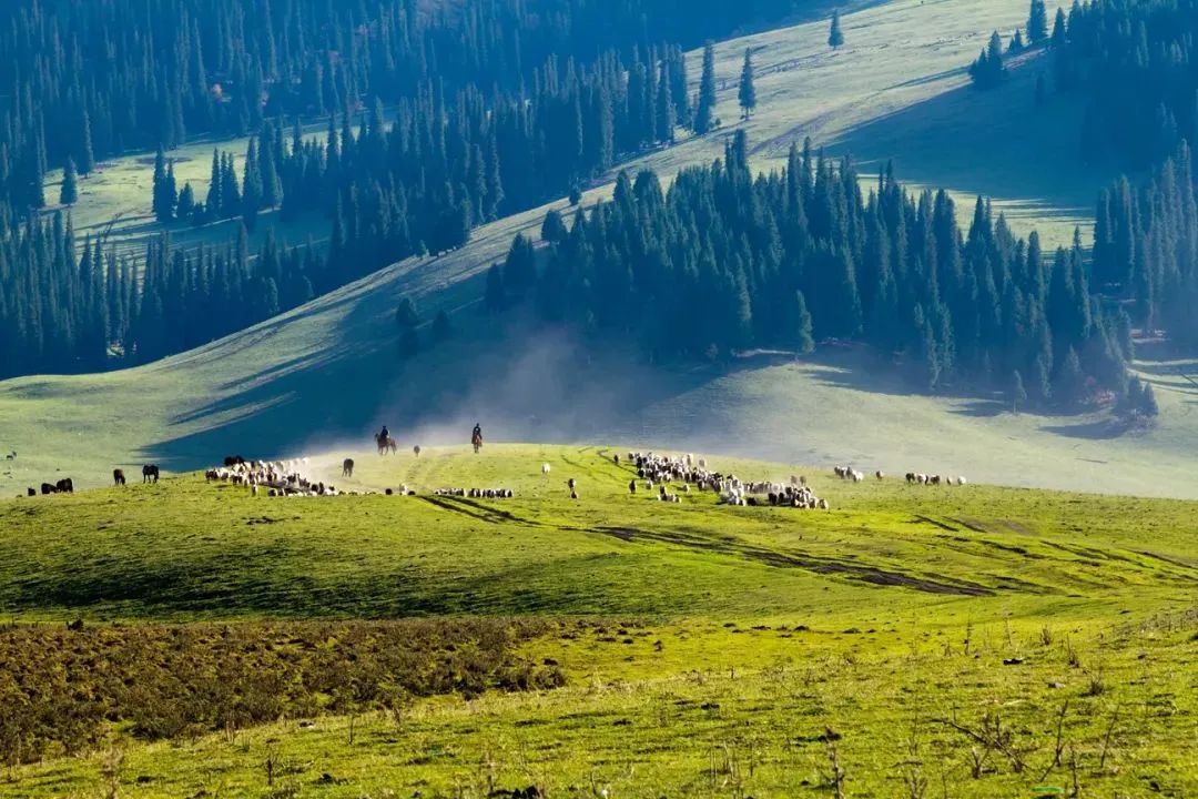 伊犁草原旅游攻略_伊犁草原旅游最佳时间_伊犁草原门票