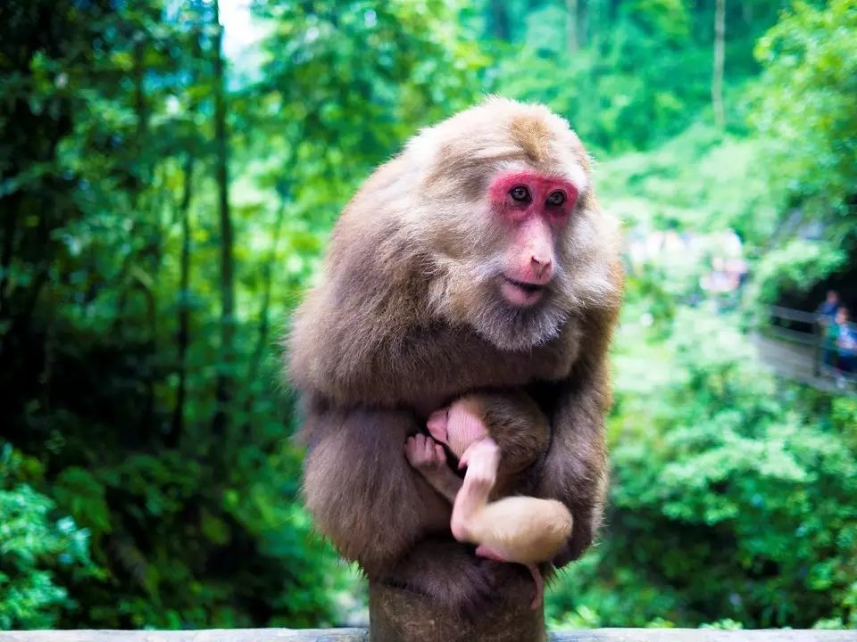 峨眉山自然生态猴区介绍_峨眉山生态猴区路线_峨眉山自然猴区旅游攻略