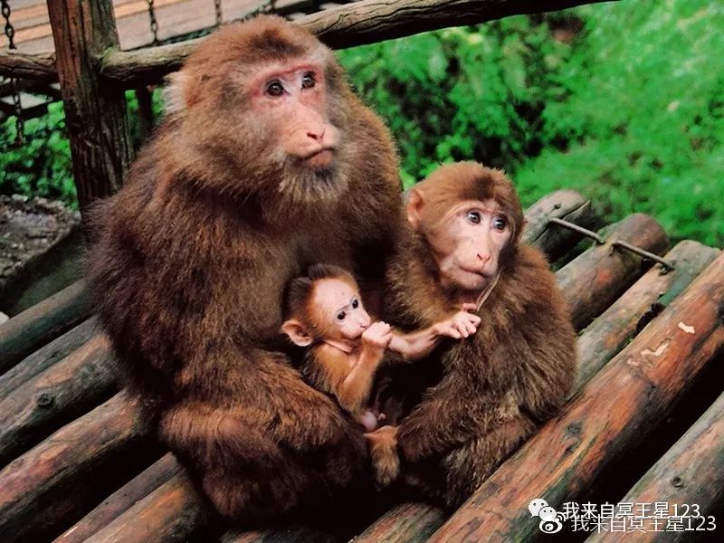 峨眉山自然生态猴区介绍_峨眉山自然猴区旅游攻略_峨眉山猴在哪