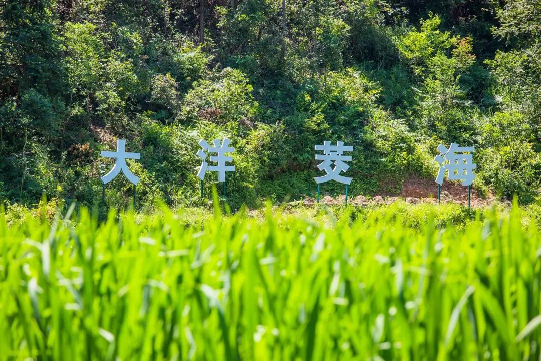 丽水缙云旅游攻略_浙江丽水缙云风景区_丽水缙云好玩吗