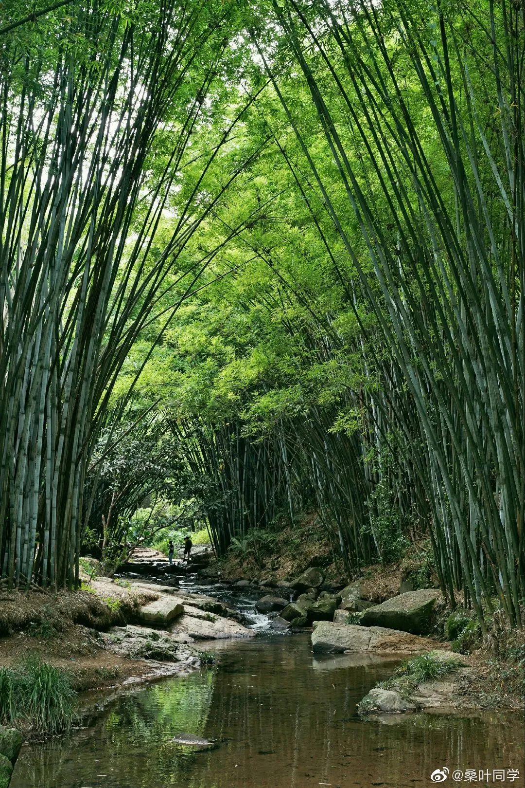 从化溪头旅游村有什么好玩的_从化溪头村旅游攻略相关推荐_广州从化溪头旅游村