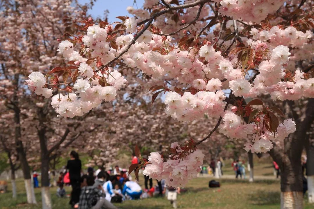 大连到蓬莱旅游攻略_大连去蓬莱坐船在哪坐_蓬莱大连