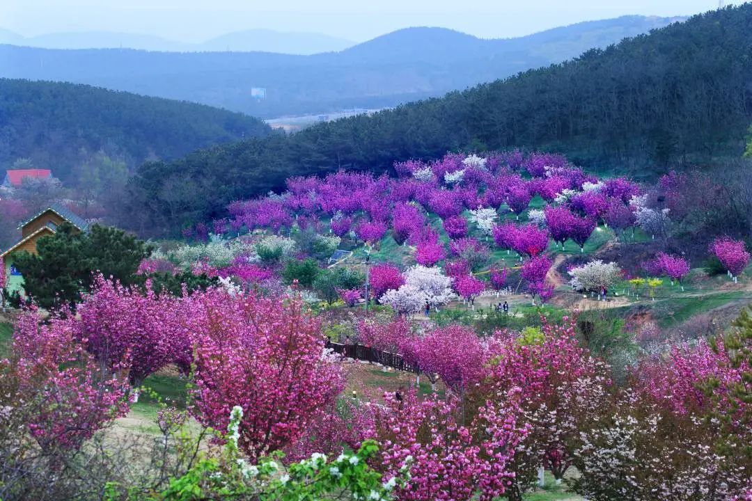 大连去蓬莱坐船在哪坐_蓬莱大连_大连到蓬莱旅游攻略
