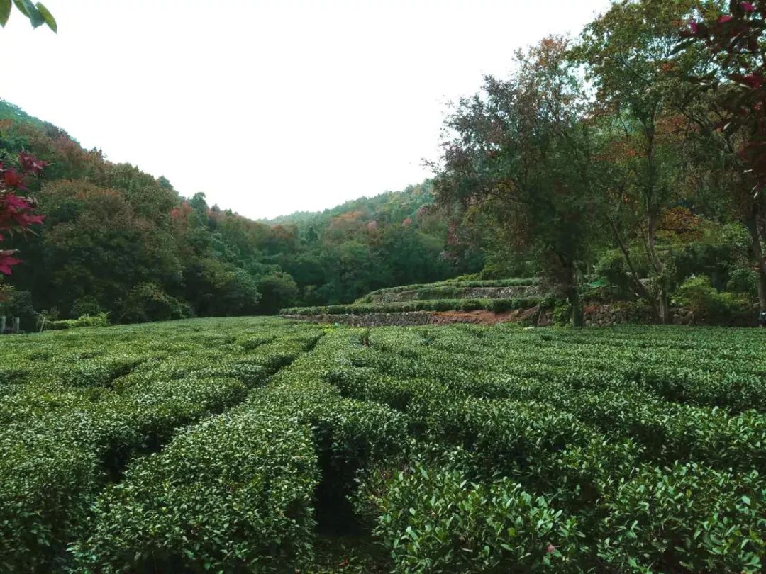 西溪湿地景观_西溪湿地的旅游攻略_西溪湿地视频