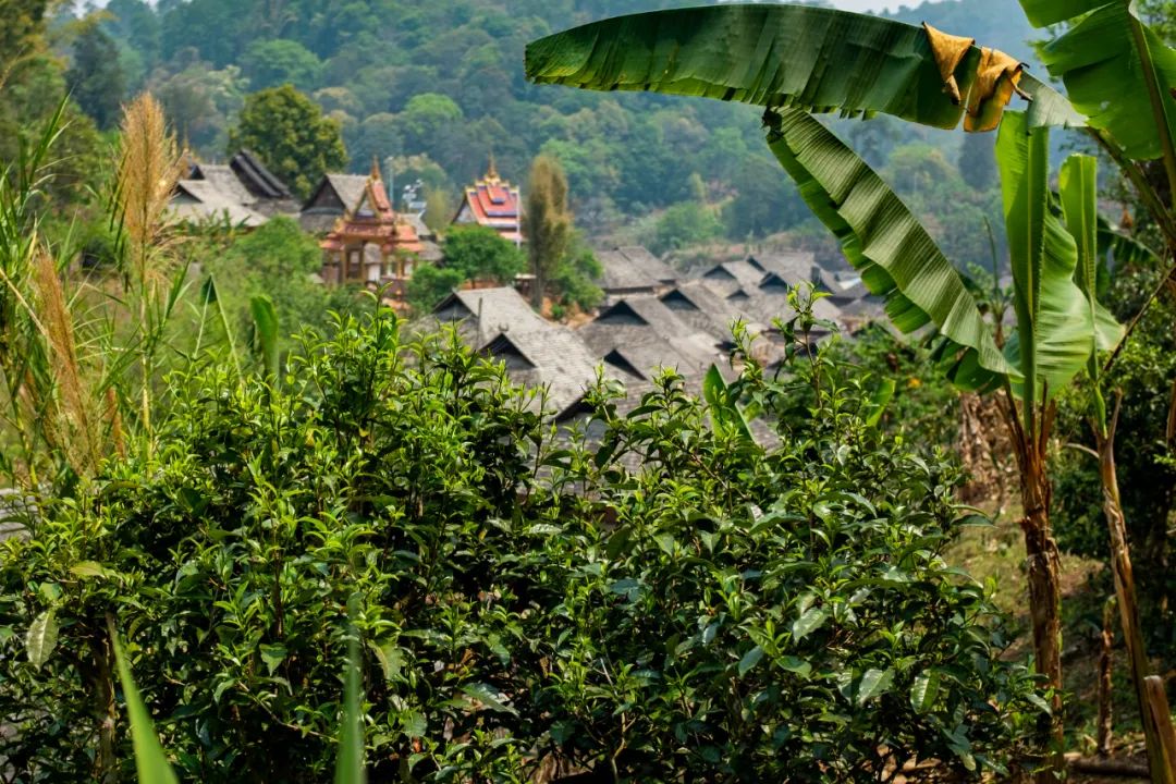 拉萨到成都景点_拉萨攻略成都旅游到哪个机场_成都到拉萨旅游攻略