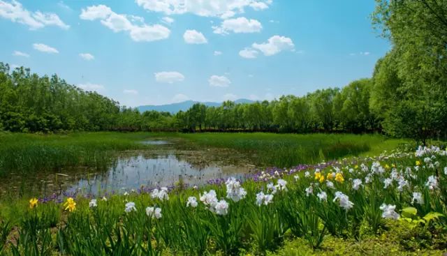 野鸭湖景点_野鸭湖好玩吗_野鸭湖旅游攻略
